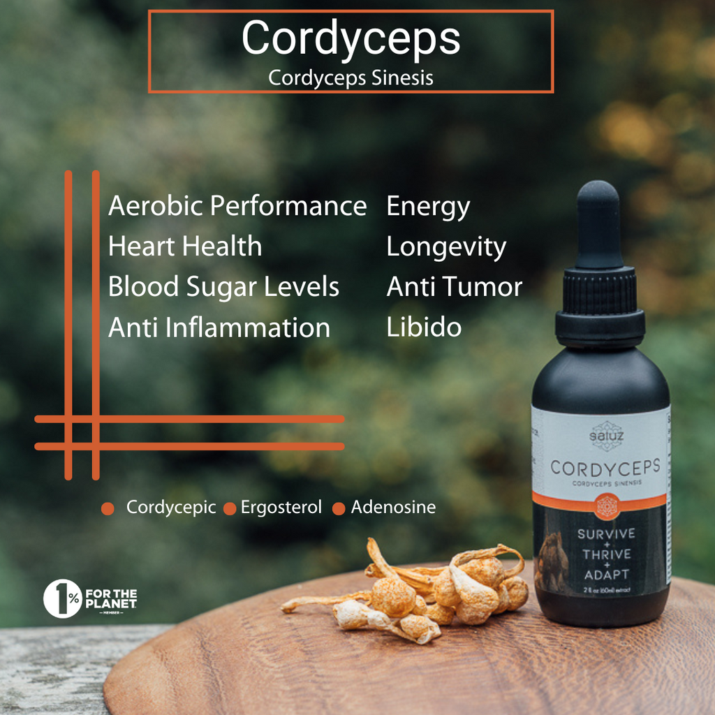 Saluz AFA - Cordyceps Bundle – Energy - Performance - Longevity - Immune Support – Wild Harvested Blue Green Algae Superfood & Cordyceps Sinensis Extract – Boosts Focus Stamina Recovery & Vitality – Life Essential Superfood – 60 Servings